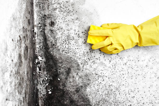 Best Black Mold Removal  in Town Creek, AL