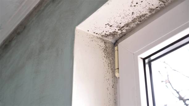 Best Same-Day Mold Removal  in Town Creek, AL