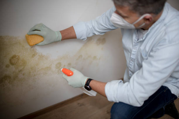 Best Certified Mold Removal  in Town Creek, AL