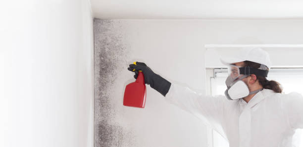 Best Mold Remediation Experts  in Town Creek, AL