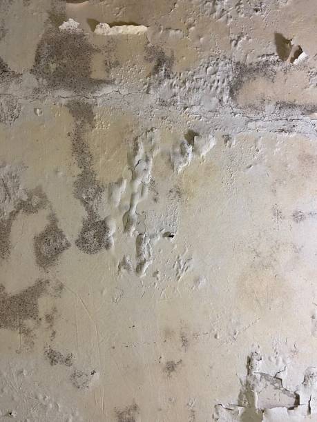 Best Mold Cleaning Services  in Town Creek, AL