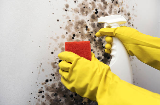 Best Mold Damage Repair  in Town Creek, AL