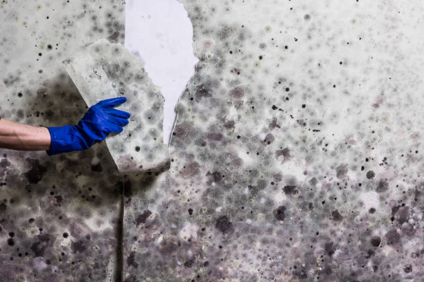Best Affordable Mold Removal  in Town Creek, AL