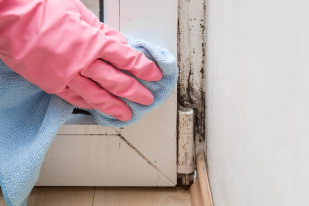 Professional Mold Removal in Town Creek, AL