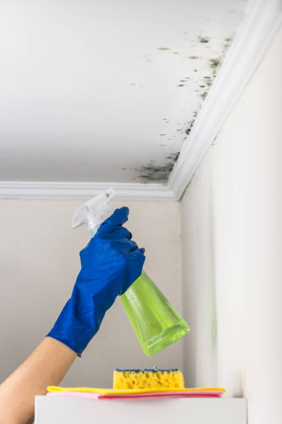 Best Professional Mold Removal  in Town Creek, AL
